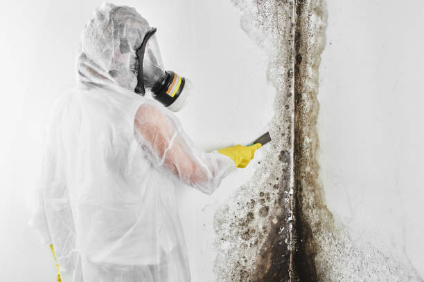 Reliable Moss Bluff, LA Mold Removal Solutions