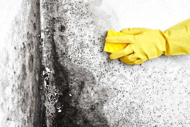 Trusted Moss Bluff, LA Mold Removal Experts