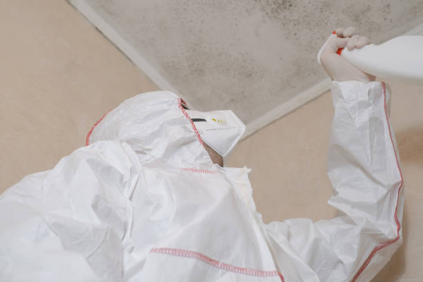 Best Local Mold Removal Service  in Moss Bluff, LA