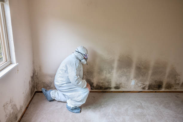 Best Mold Testing  in Moss Bluff, LA
