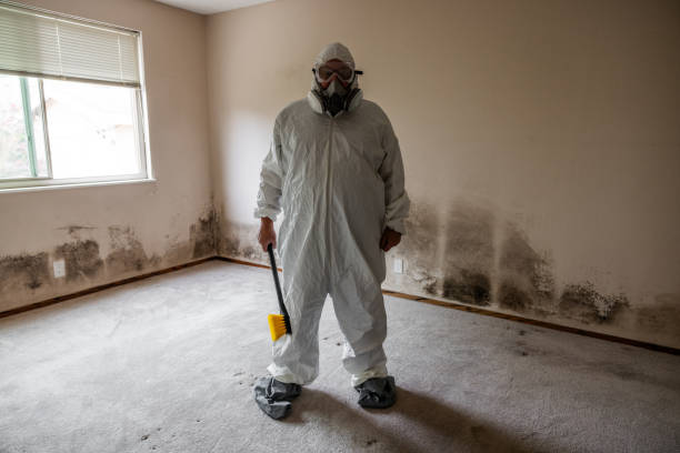 Best Local Mold Removal Service  in Moss Bluff, LA
