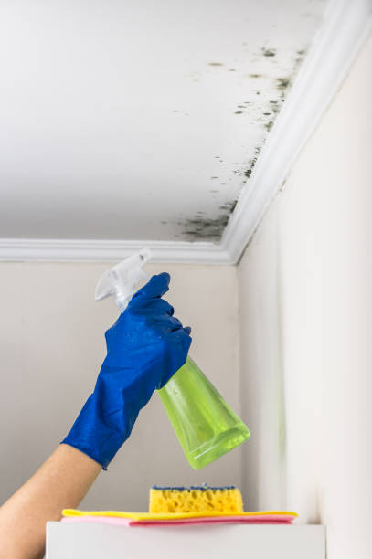 Best Crawl Space Mold Removal  in Moss Bluff, LA